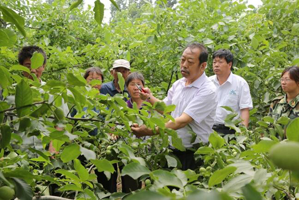图为李保国在田间为农户解说核桃莳植适用手艺。。。。。